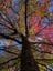 Breeholds Gardens - Mount Wilson Image -64506a72736de